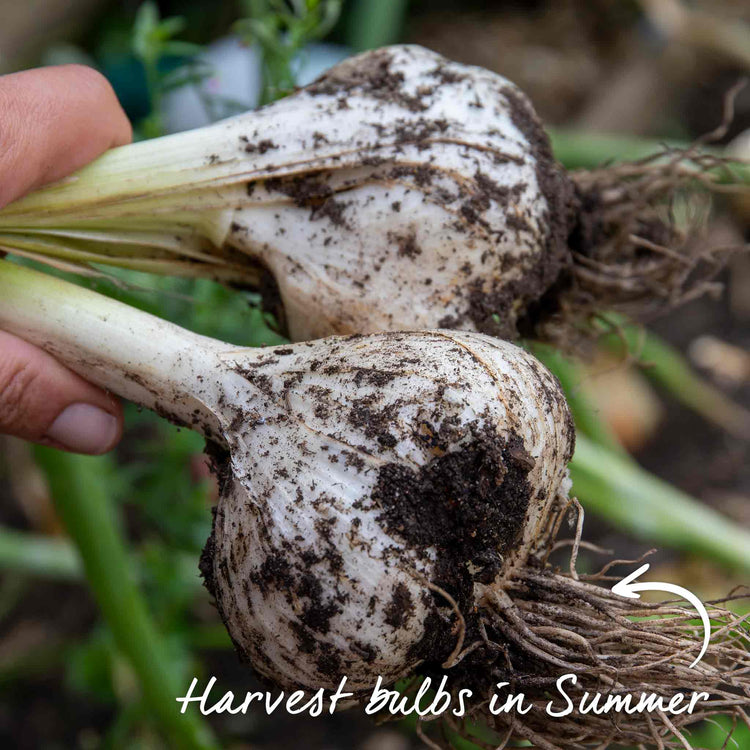 Autumn Planting Elephant Garlic