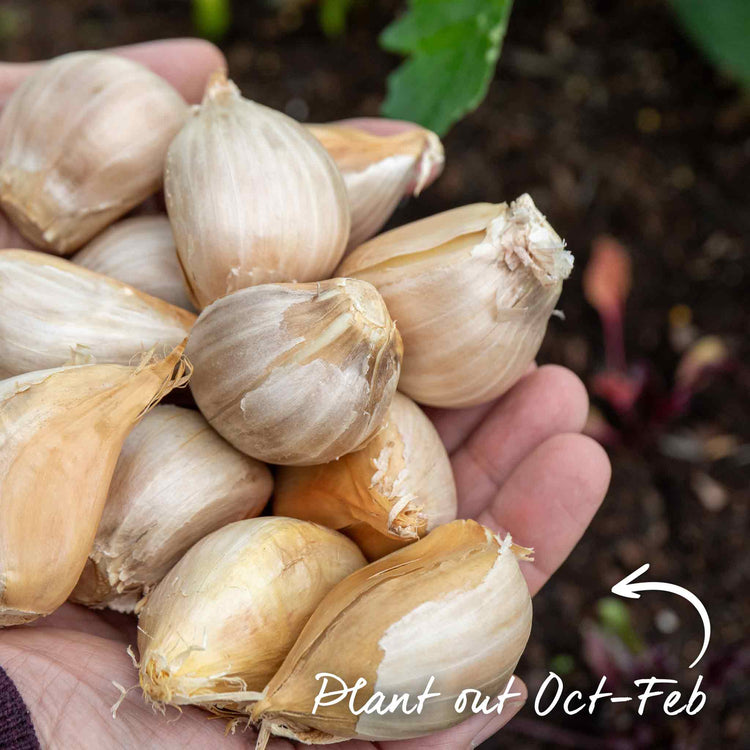 Autumn Planting Elephant Garlic