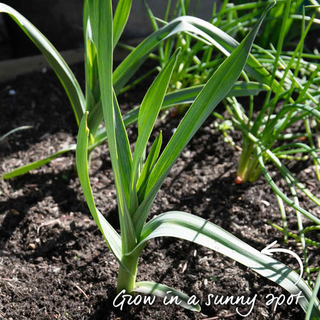 Autumn Planting Elephant Garlic