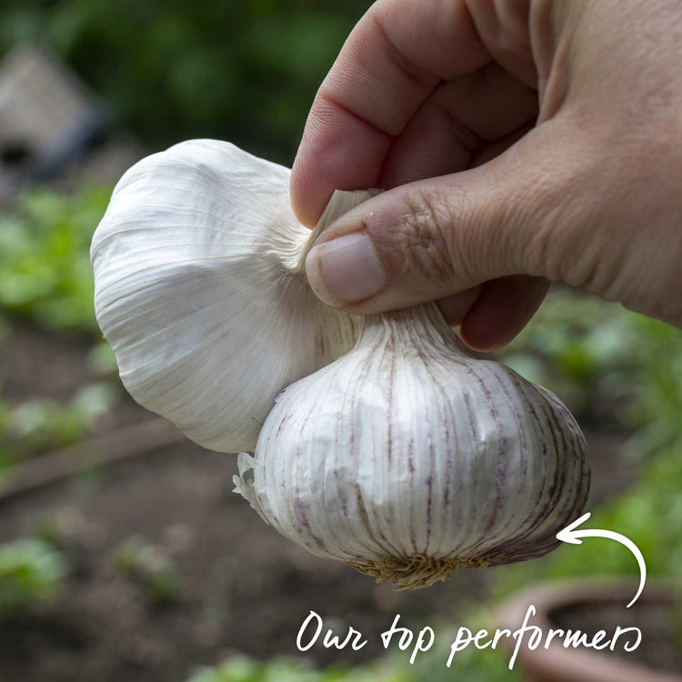 Garlic Cloves 'Growers Pick'