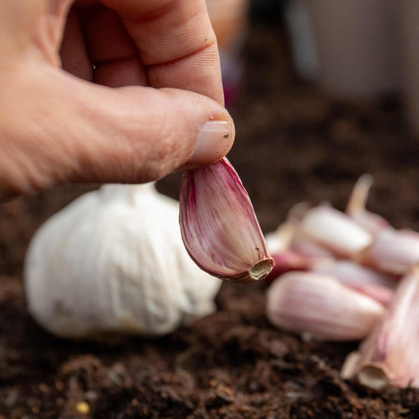 Garlic Cloves 'Growers Pick'