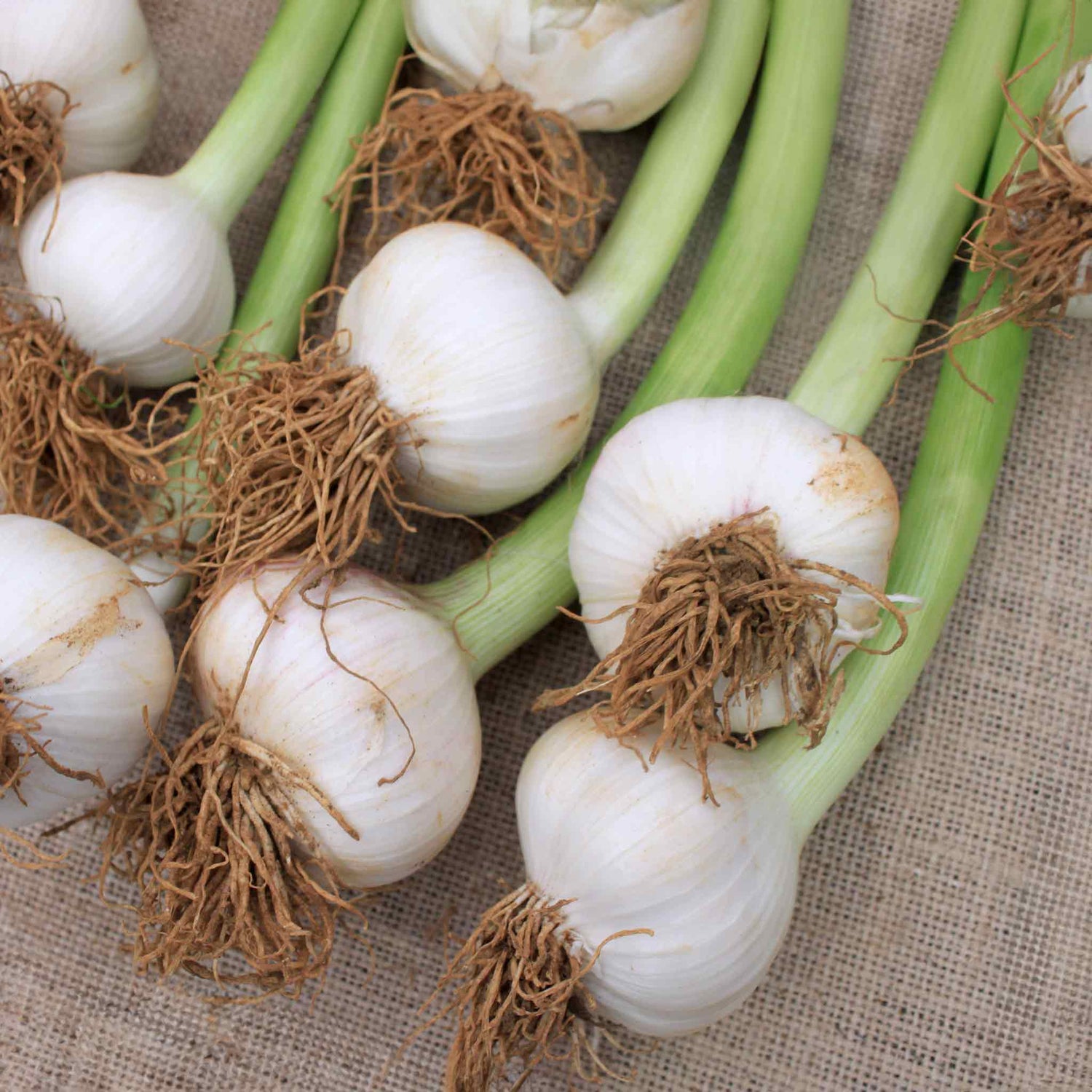 Garlic 'Carcassonne Wight' - 2 Bulbs