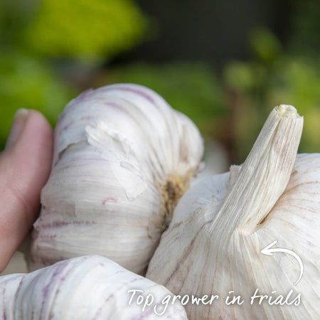 Garlic Cloves 'Carcassonne Wight'