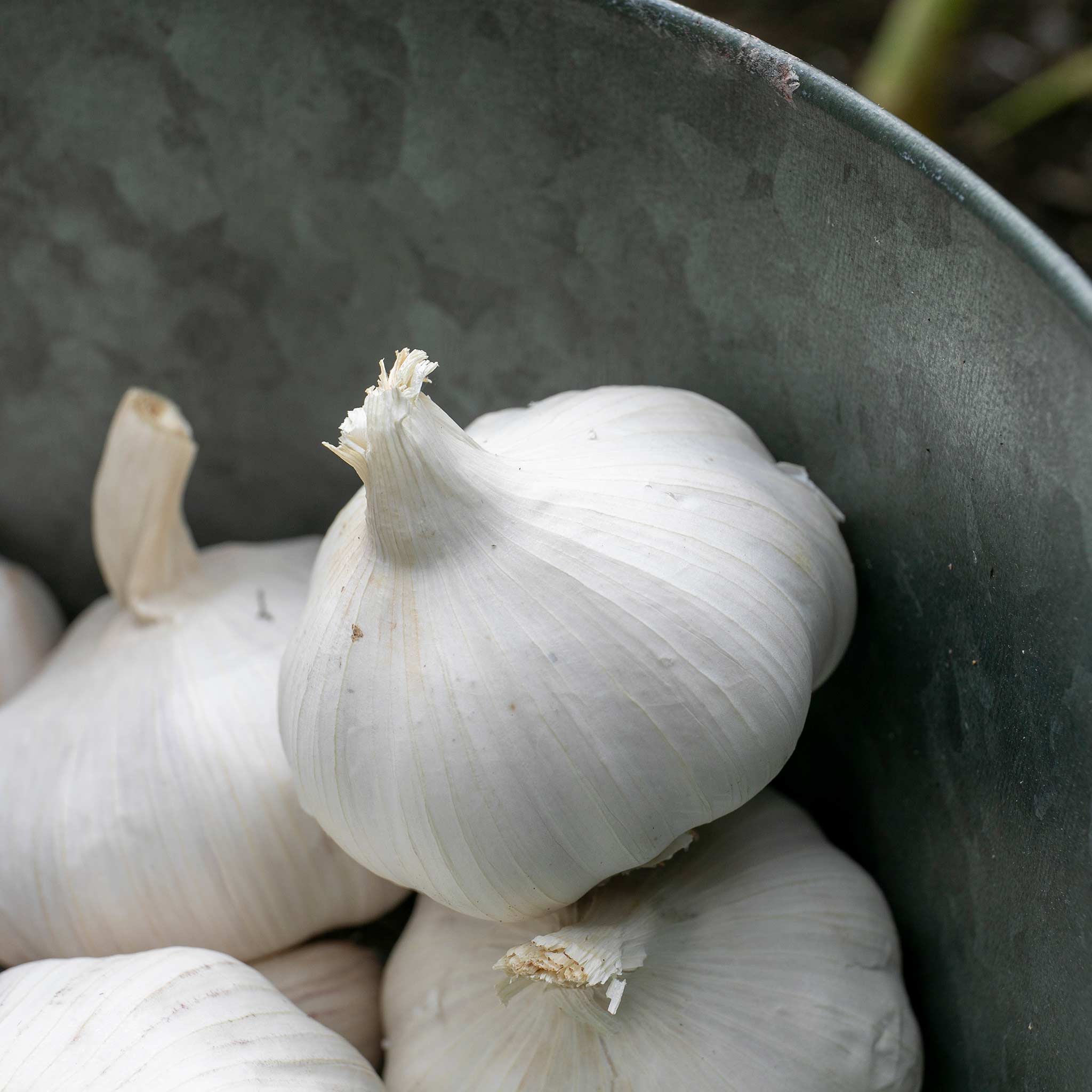 Autumn Planting Garlic Cloves Extra Early Wight