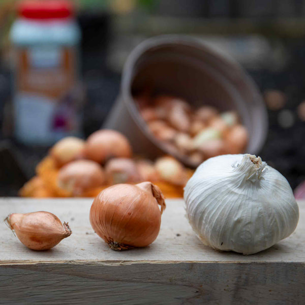 Spring Planting Onion, Shallot & Garlic Collection