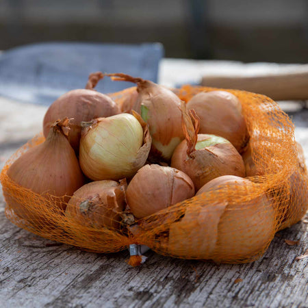 Autumn Planting Shallot 'Golden Gourmet'