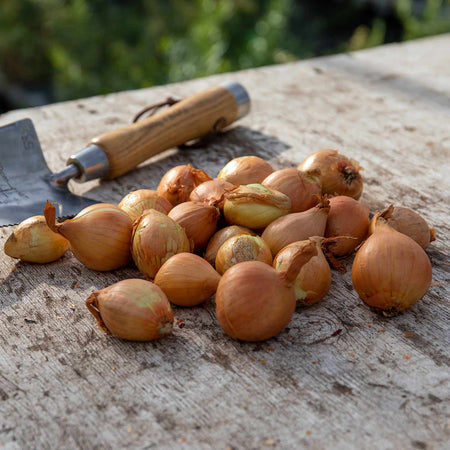 Autumn Planting Shallot 'Golden Gourmet'