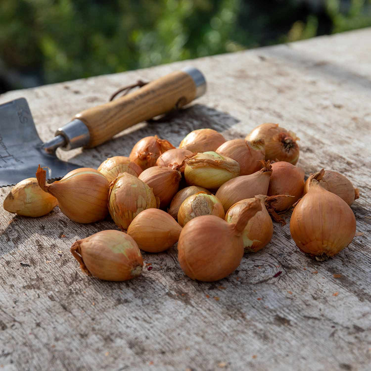 Autumn Planting Shallot 'Golden Gourmet'