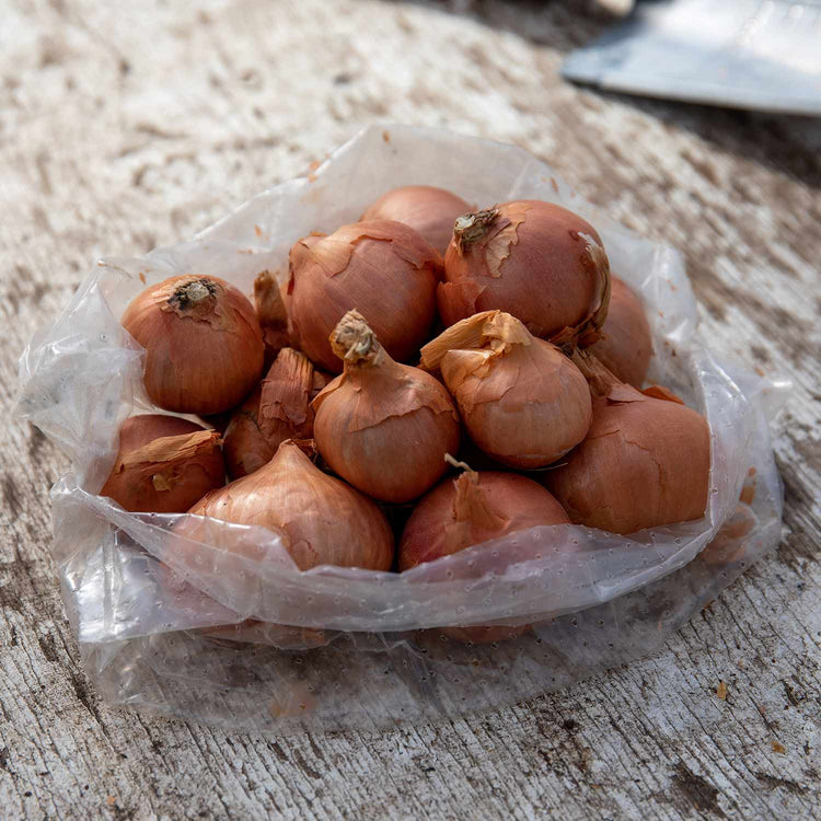 Autumn Shallot Sets 'Red Sun'