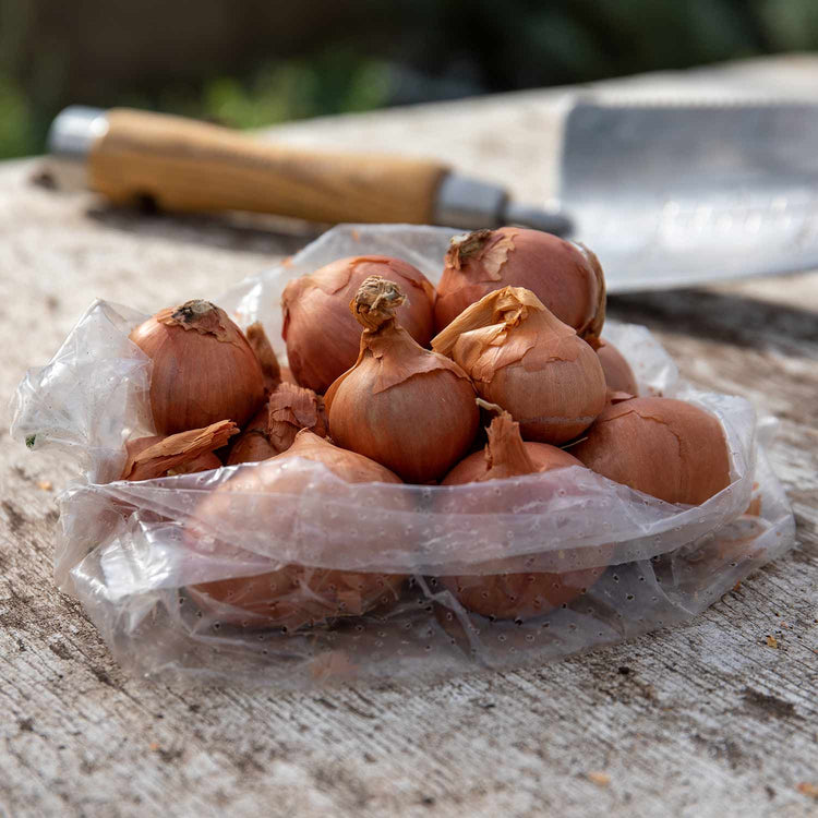 Autumn Shallot Sets 'Red Sun'