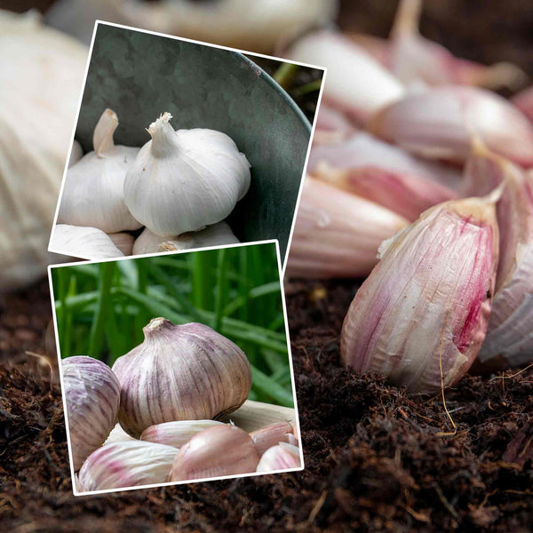 Garlic Cloves 'Wight' Duo Pack