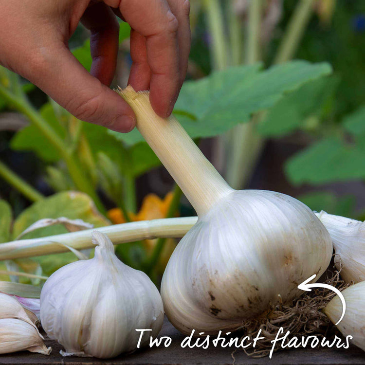 Garlic Cloves 'The Farmers Duo Pack