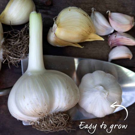 Garlic Cloves 'The Farmers Duo Pack