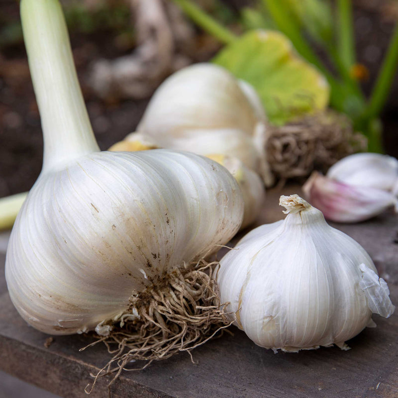 Garlic Cloves 'The Farmers Duo Pack