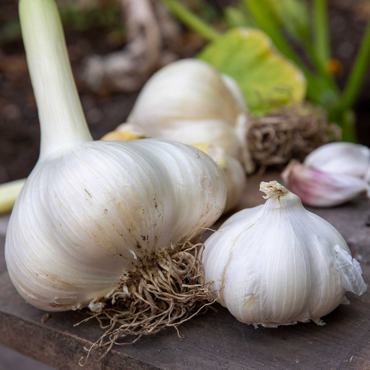 Autumn Planting Garlic Cloves Farmers Duo Pack