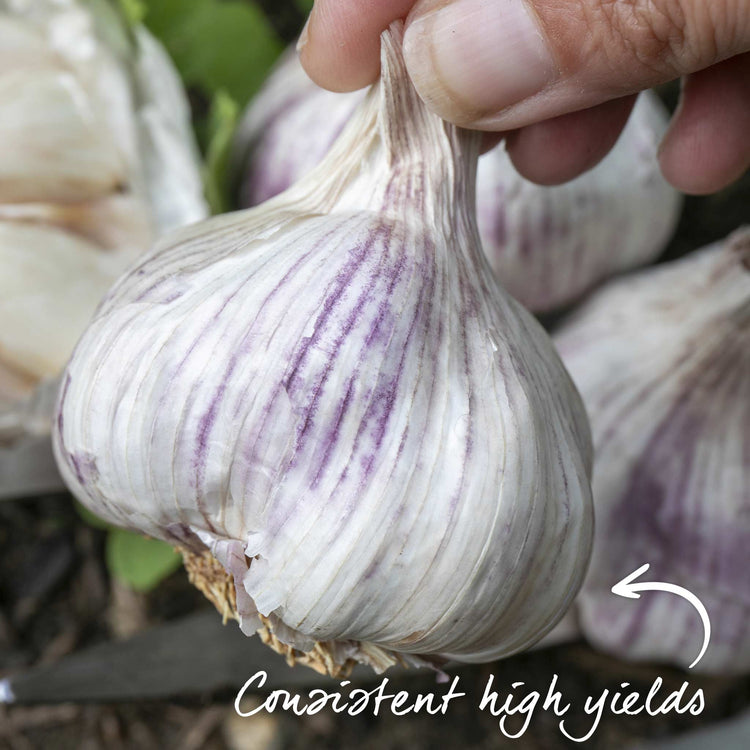 Garlic Cloves 'Rose Wight'