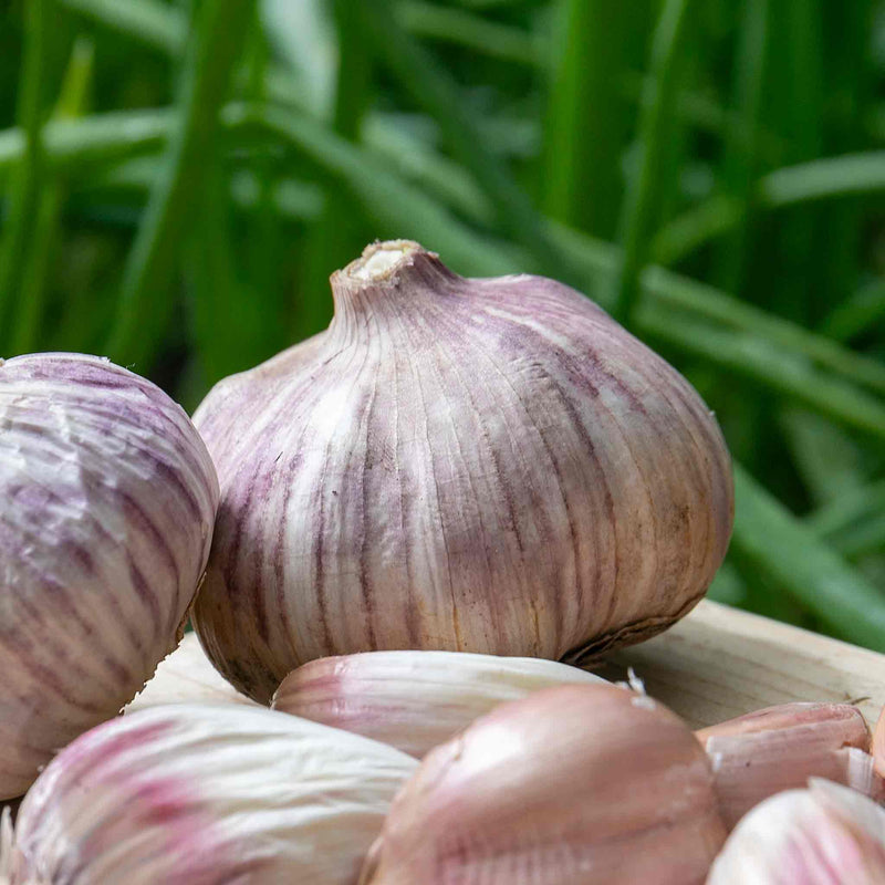 Garlic Cloves 'Rose Wight'