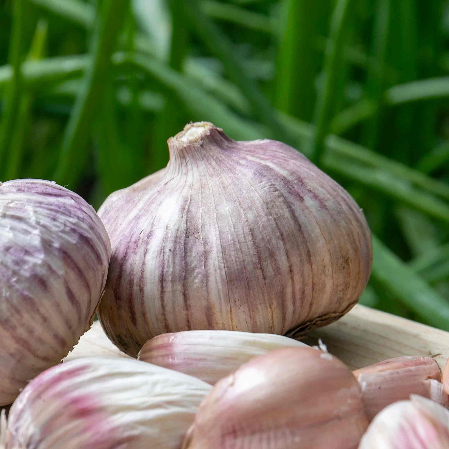 Garlic Bulbs 'Rose Wight'