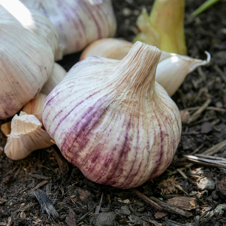 Garlic Cloves 'Rhapsody Wight'