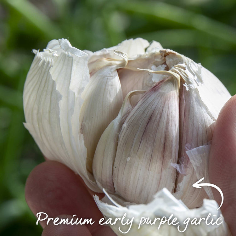 Pre-Rooted Garlic 'Rhapsody Wight'