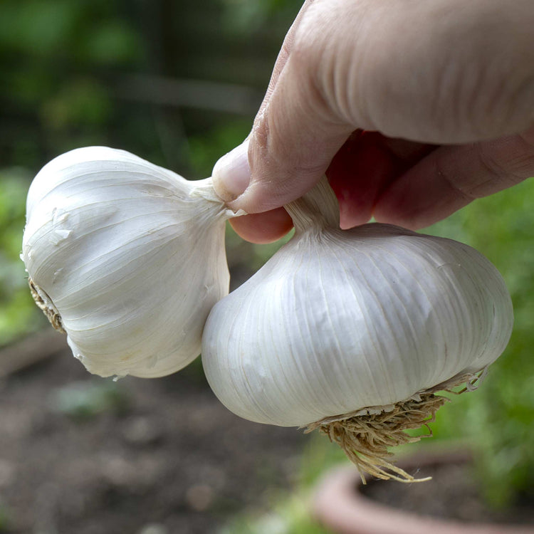 Garlic Cloves 'Mersley Wight'