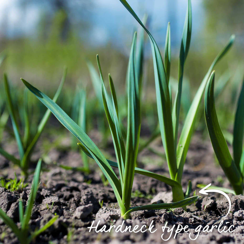 Autumn Planting Garlic 'Morado'