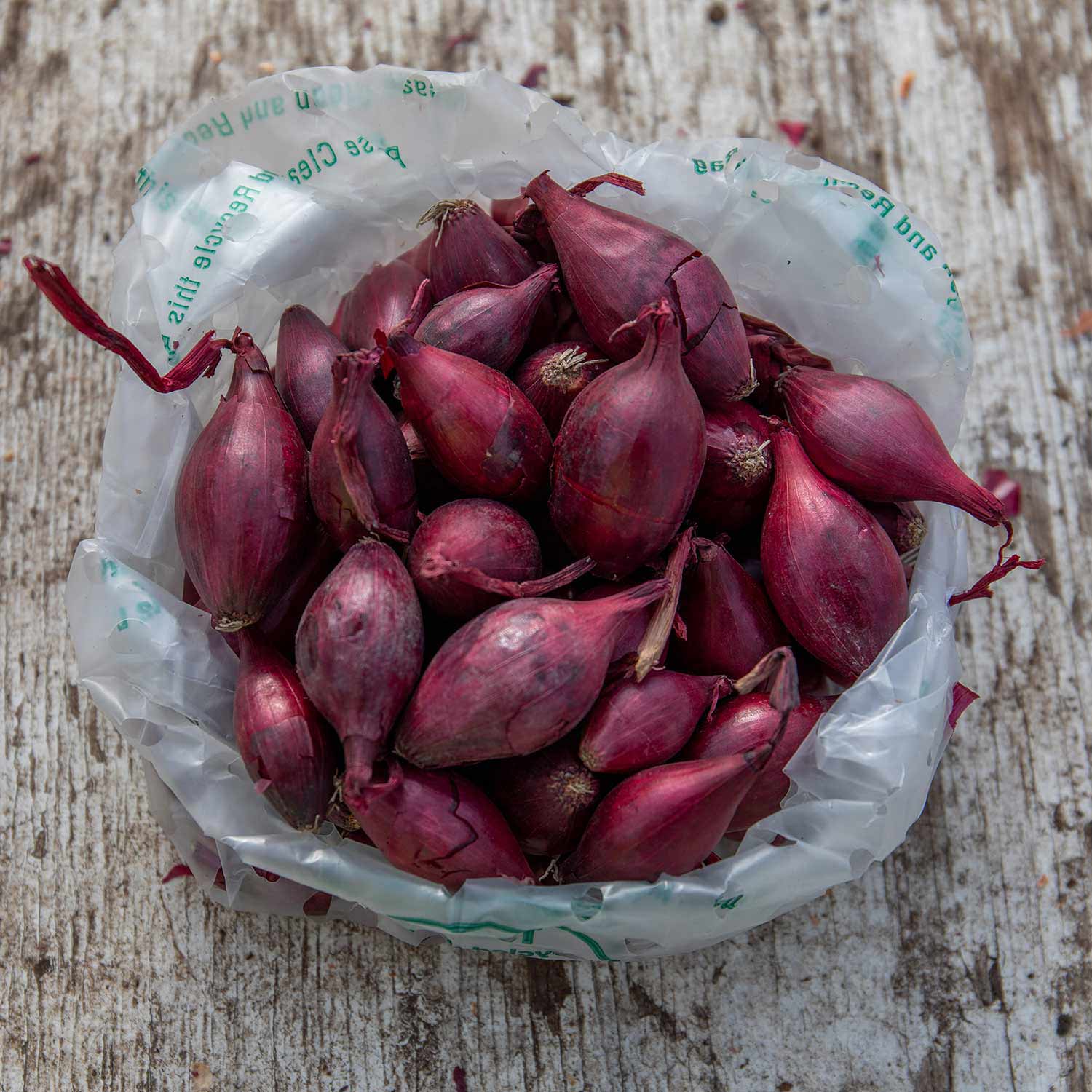 Onion 'Red Winter' Sets Buy Onion Sets Online Onion Sets for Sale