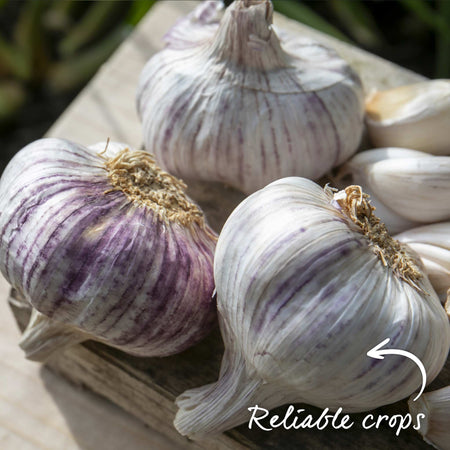 Pre-Rooted Garlic 'Germidour'