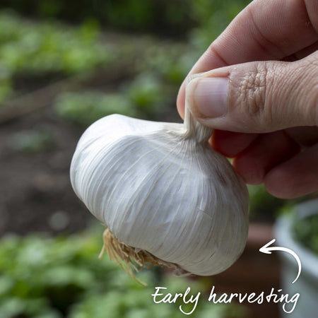 Pre-Rooted Garlic 'Topadrome'