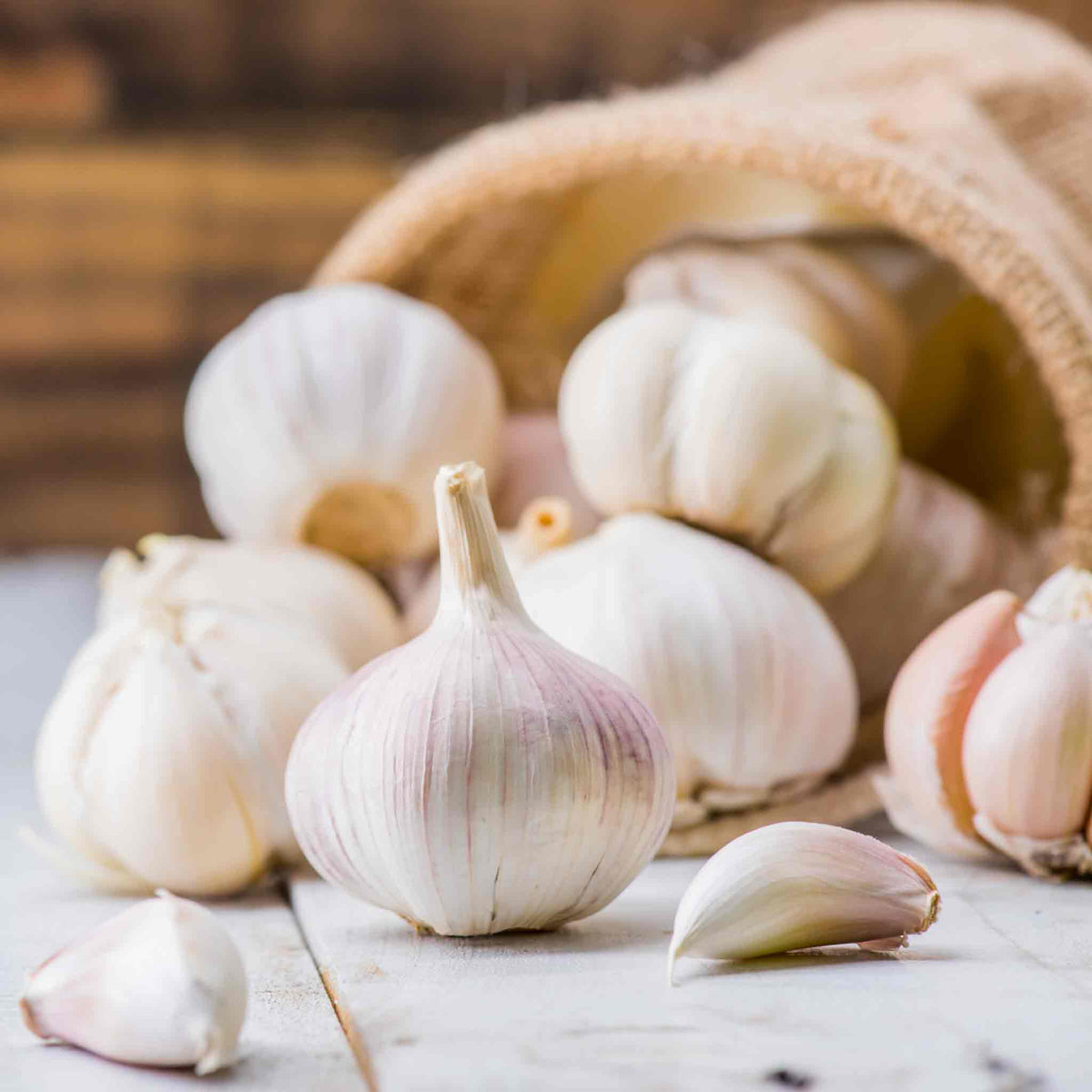 Garlic 'Topadrome' Sets Buy Garlic Sets Online Garlic Sets for