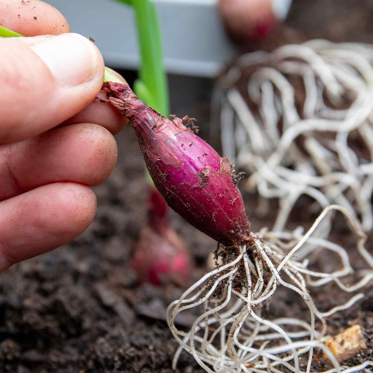 Pre-Rooted Onion 'Red Baron'