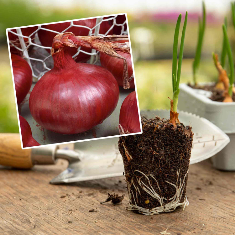 Pre-Rooted Onion 'Red Baron'