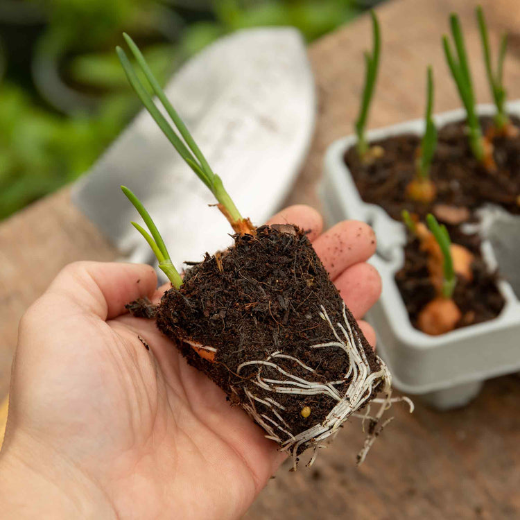 Onion 'Rumba' (Bolt Resistant) - 12 Pre-Rooted Sets