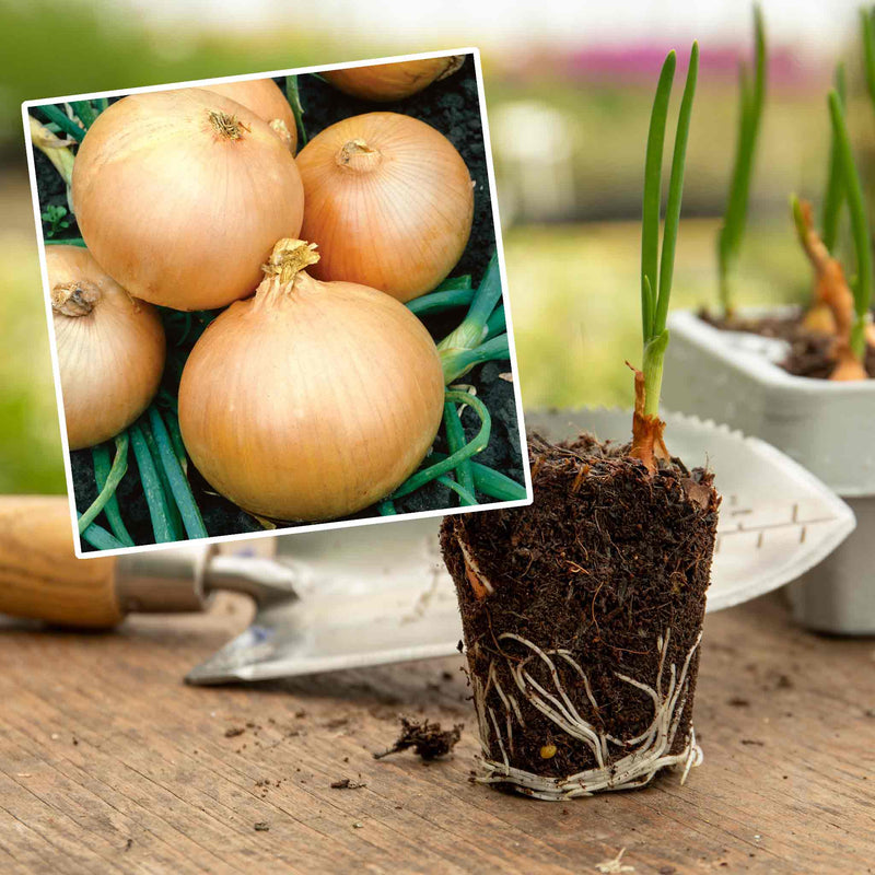 Onion 'Rumba' (Bolt Resistant) - 12 Pre-Rooted Sets