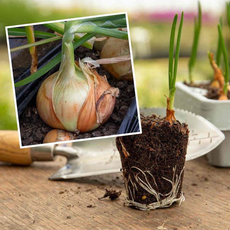 Pre-Rooted Onion 'Rumba'