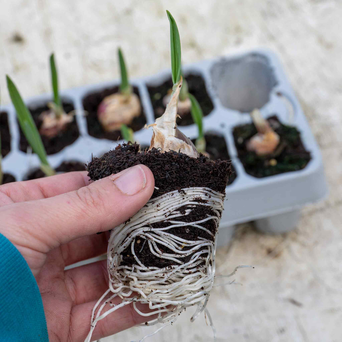 Garlic 'Picardy Wight' 12 PreRooted Sets Buy Garlic Sets Online