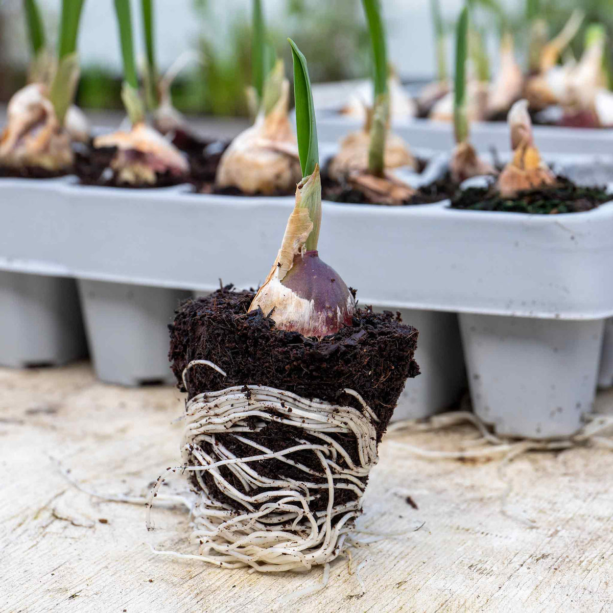 Garlic 'Picardy Wight' 12 PreRooted Sets Buy Garlic Sets Online