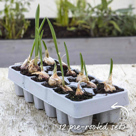 Pre-Rooted Garlic 'Picardy Wight'