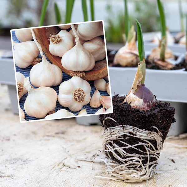 Pre-Rooted Garlic 'Picardy Wight'