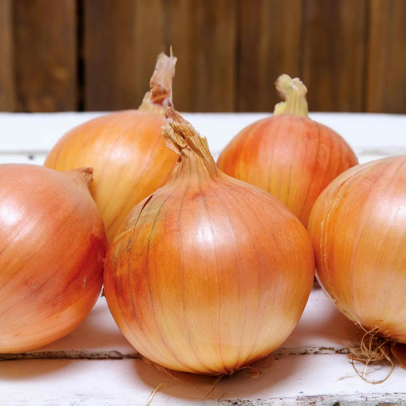 Onion Plant 'Shakespeare'