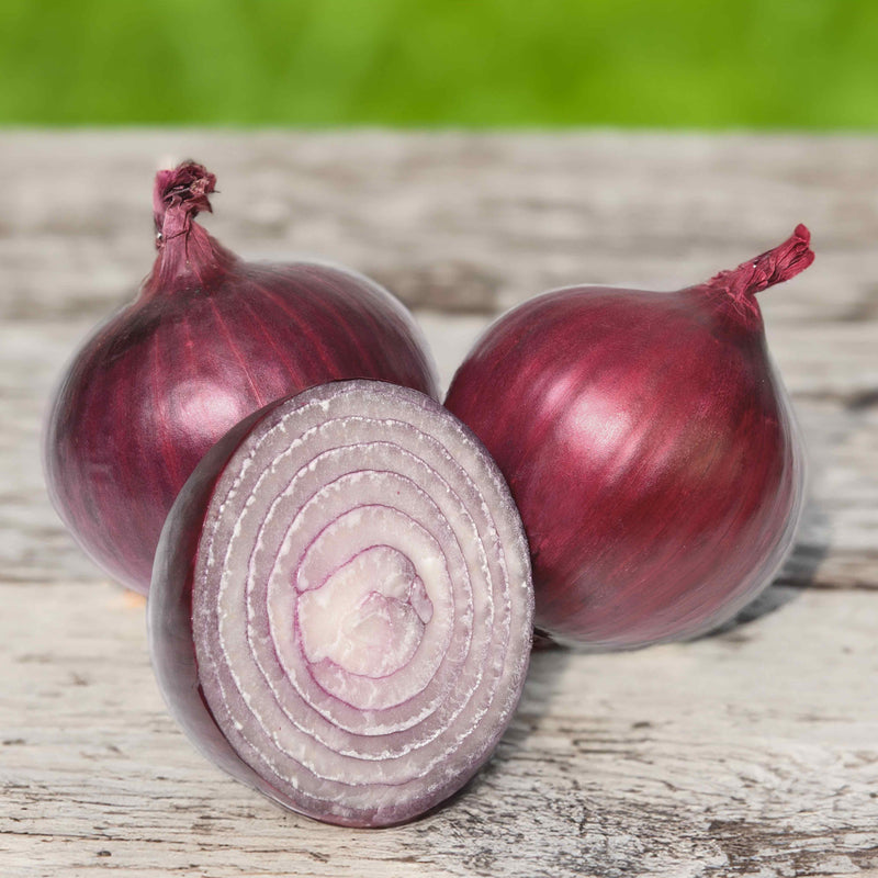 Onion 'Akado' Taster Pack Buy Autumn Onions Online Onion Sets for
