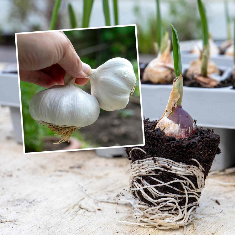 Pre-Rooted Garlic 'Mersley Wight'