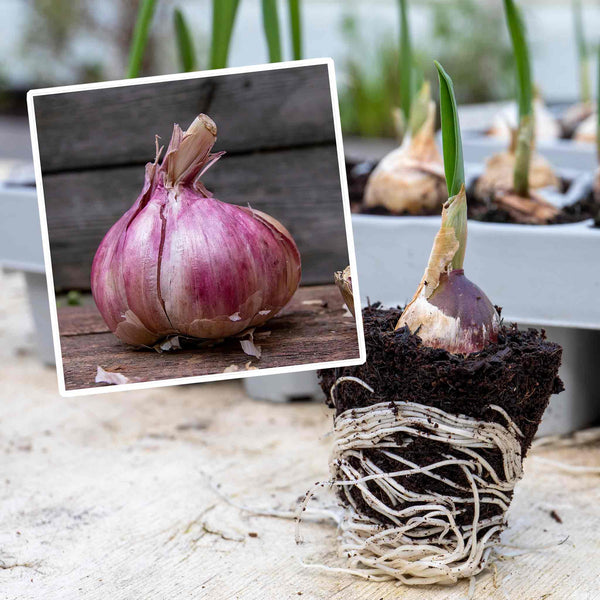 Pre-Rooted Garlic 'Blushing Beauty'