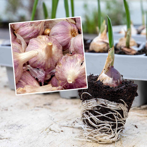 Pre-Rooted Garlic 'Caulk Wight