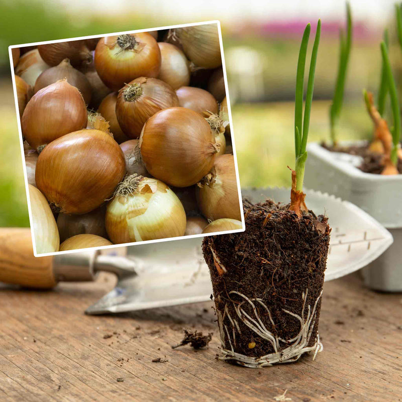 Pre-Rooted Onion 'Corrado'