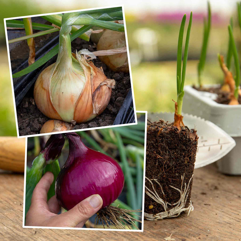 Pre-Rooted 'Red and Yellow' Mix