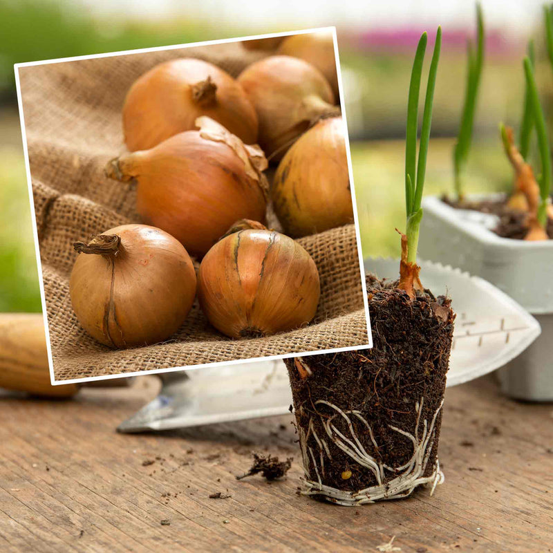 Pre-Rooted Onion 'Crusado'