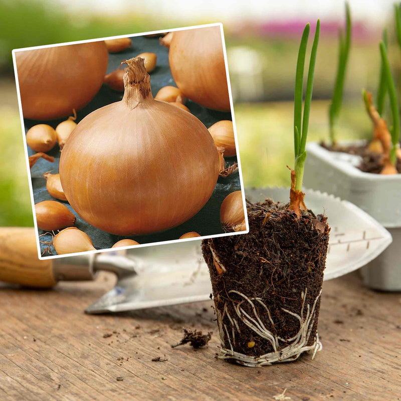 Pre-Rooted Onion 'Crusado'