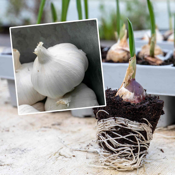 Pre-Rooted Garlic 'Extra Early Wight'