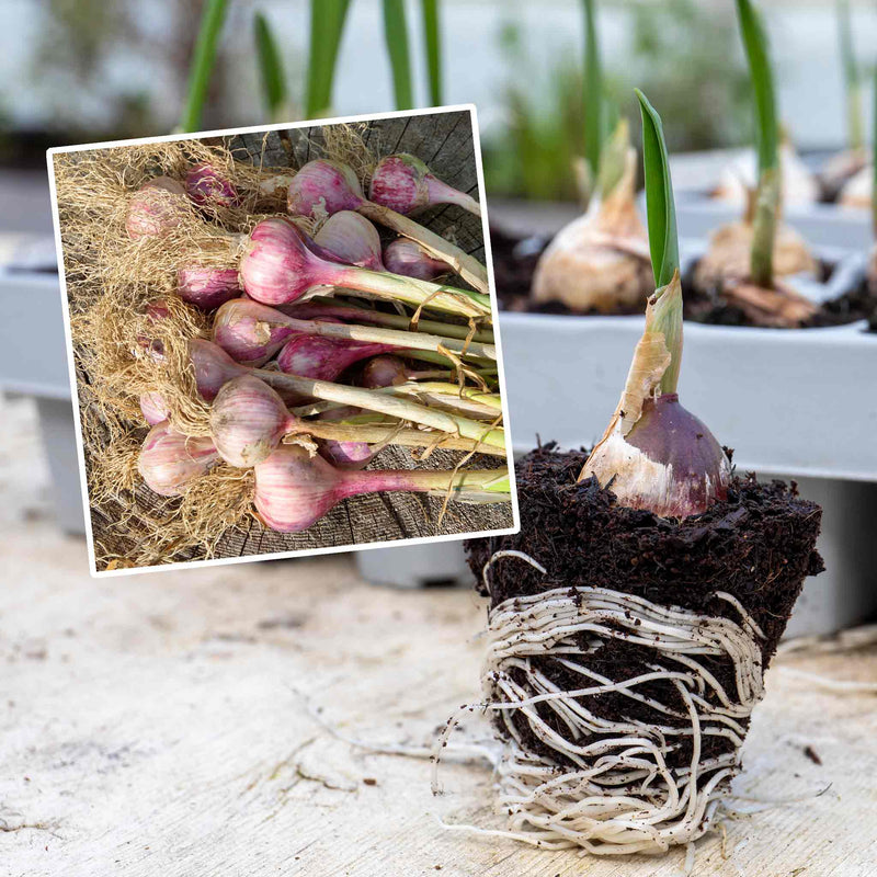 Pre-Rooted Garlic 'Germidour'